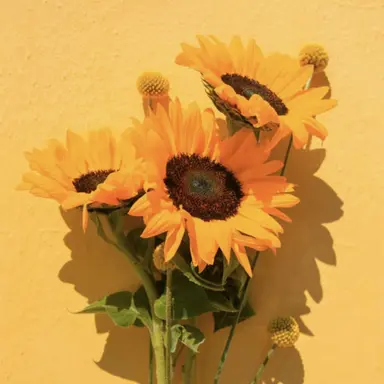 Profile image of 각별