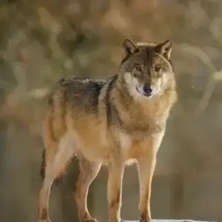 Profile image of 늑대