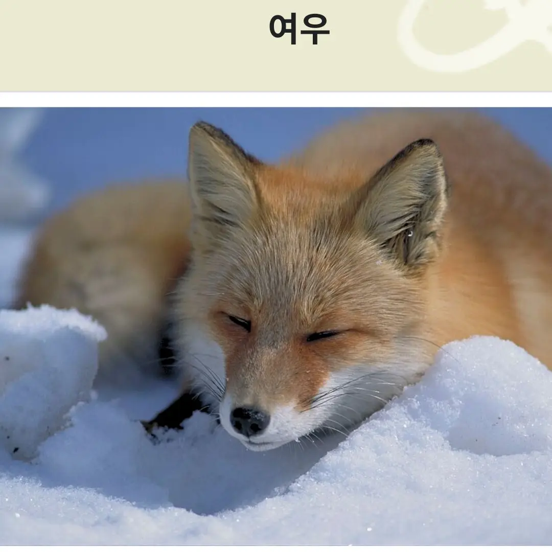 PuristPika8769의 여우가 유저를 세뇌시켰다?!