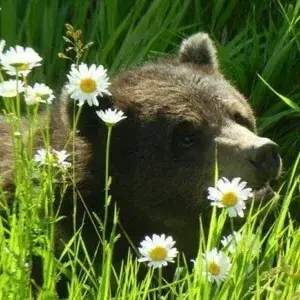 Profile image of Animal RP