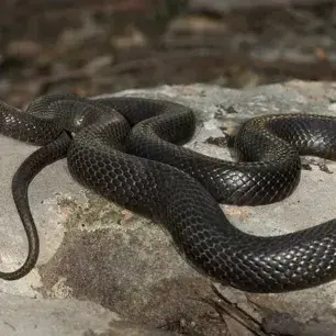 BaldDuvet3082의 Damian