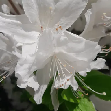 Profile image of 왕클세죵