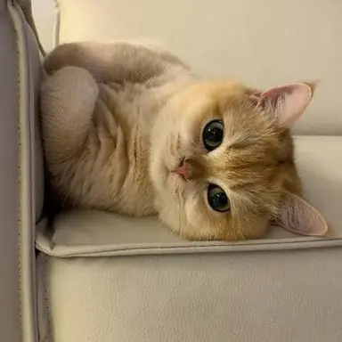 Profile image of 모앙