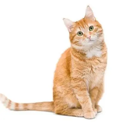 UsableStork0122의 강아지,고양이 키우기