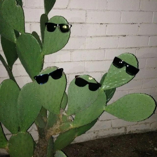 에녹 앨리사