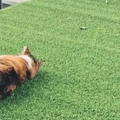 Profile image of 최다영