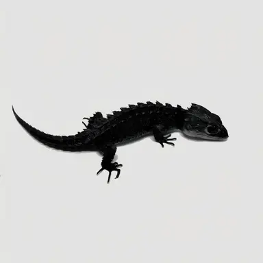 Profile image of 노이어