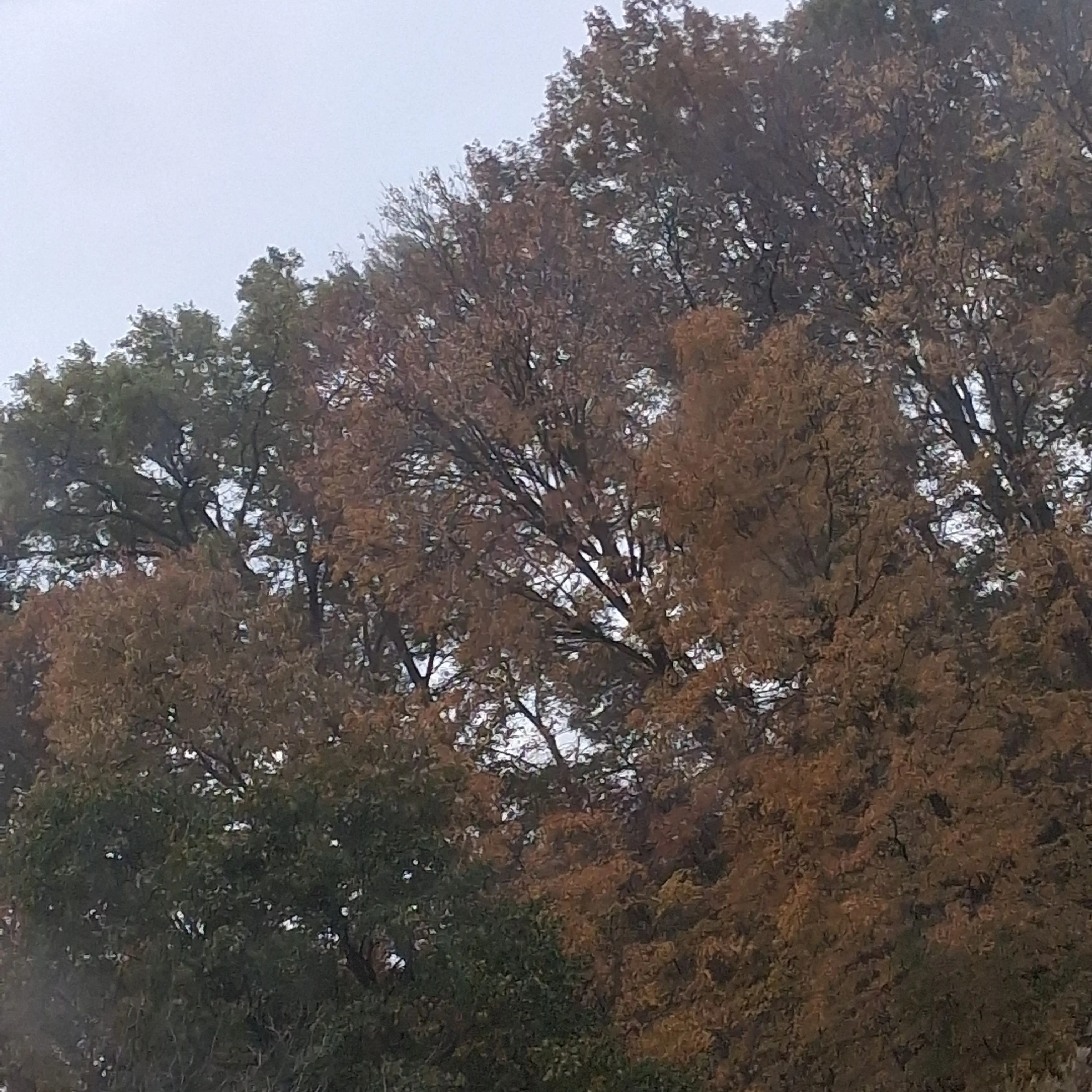 That_Trans_Boy의 Corpse Husband