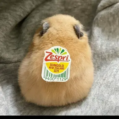 Profile image of 조현