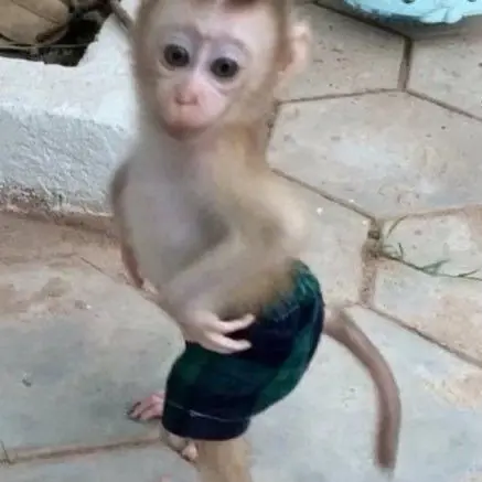 SkinnyKnee7795의 숭이숭이 원숭이