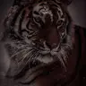 Profile image of Koda