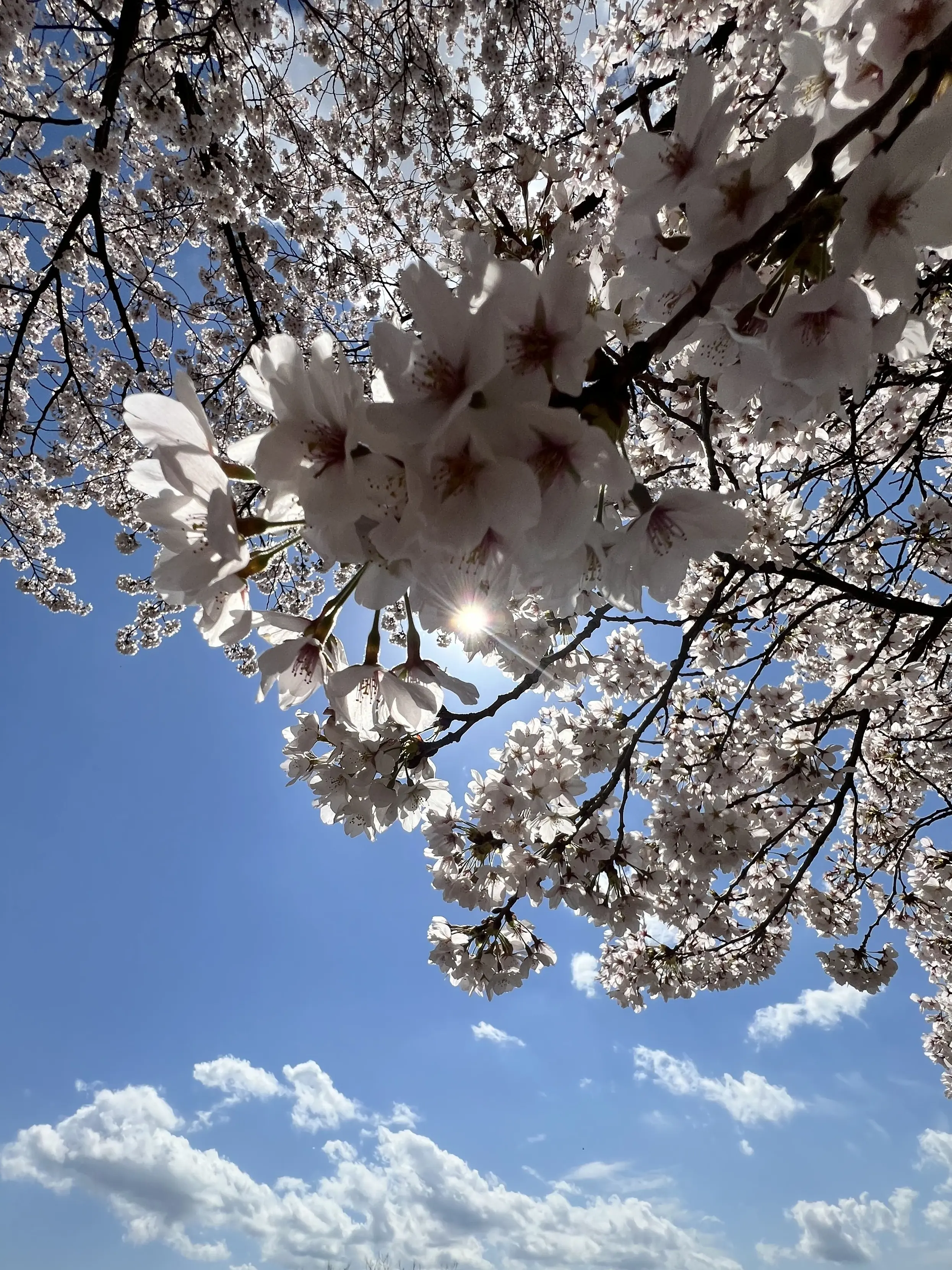 Br0k3n_Sp4wn의 新学期が始まったよ！！ ブリ子あり