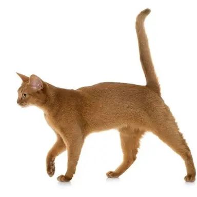 Profile image of アビシニアン