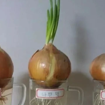나쁜양파