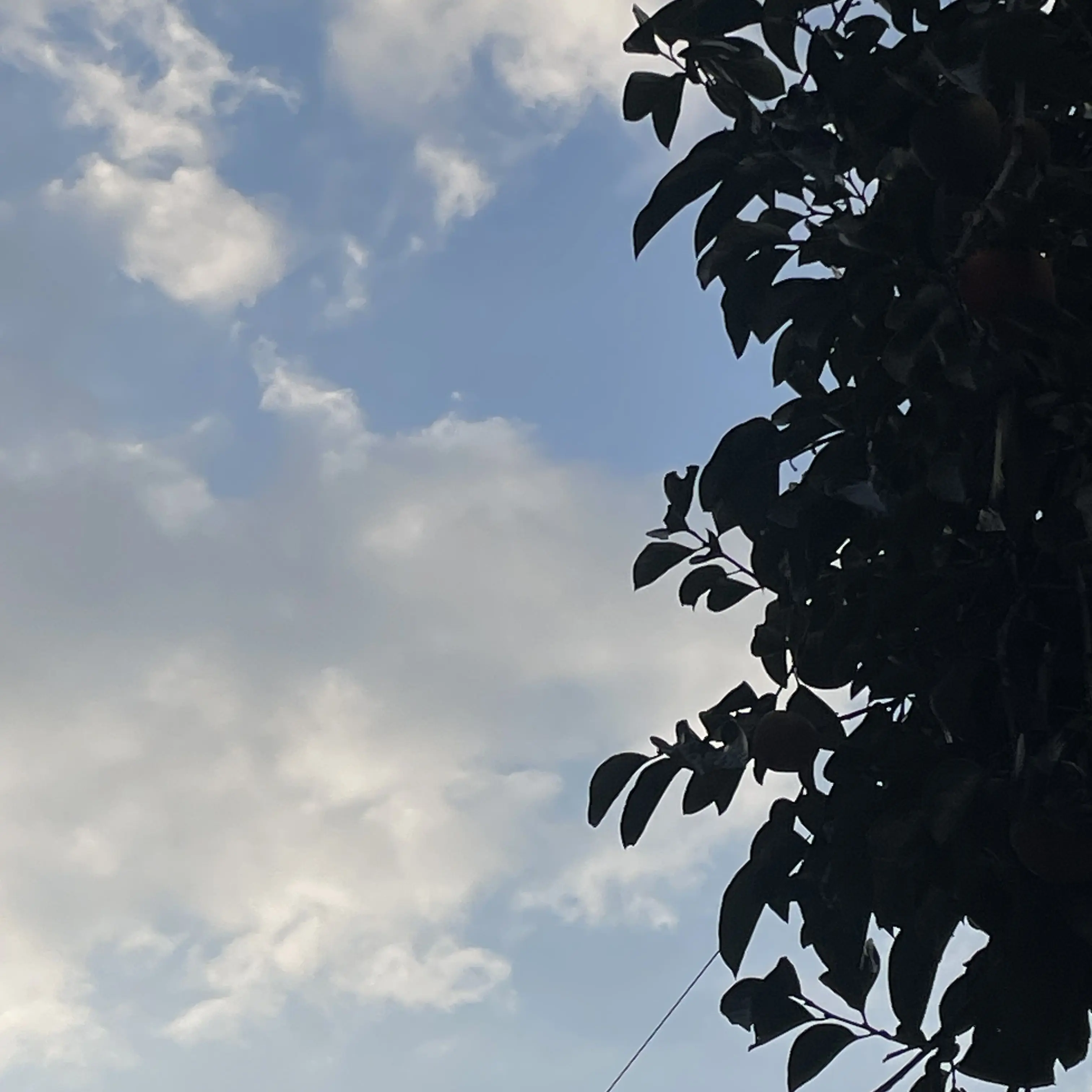 SappyMask1389의 고고프렌즈 1주년 QNA!