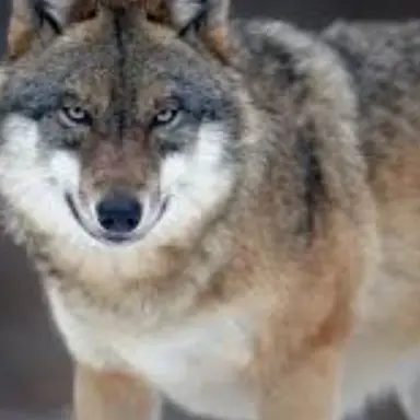 Profile image of 늑대