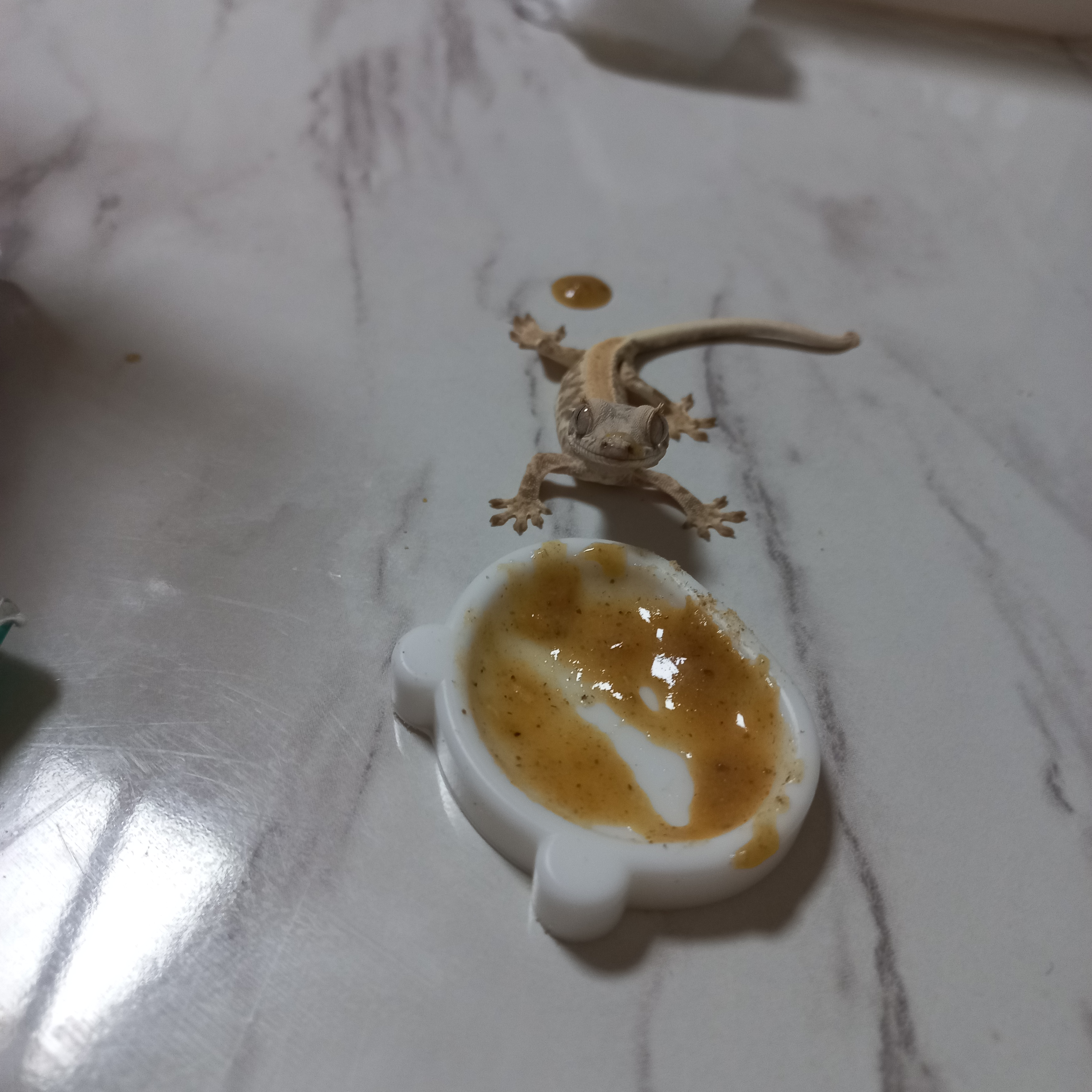 크레스티게코 도마뱀 대표 이미지