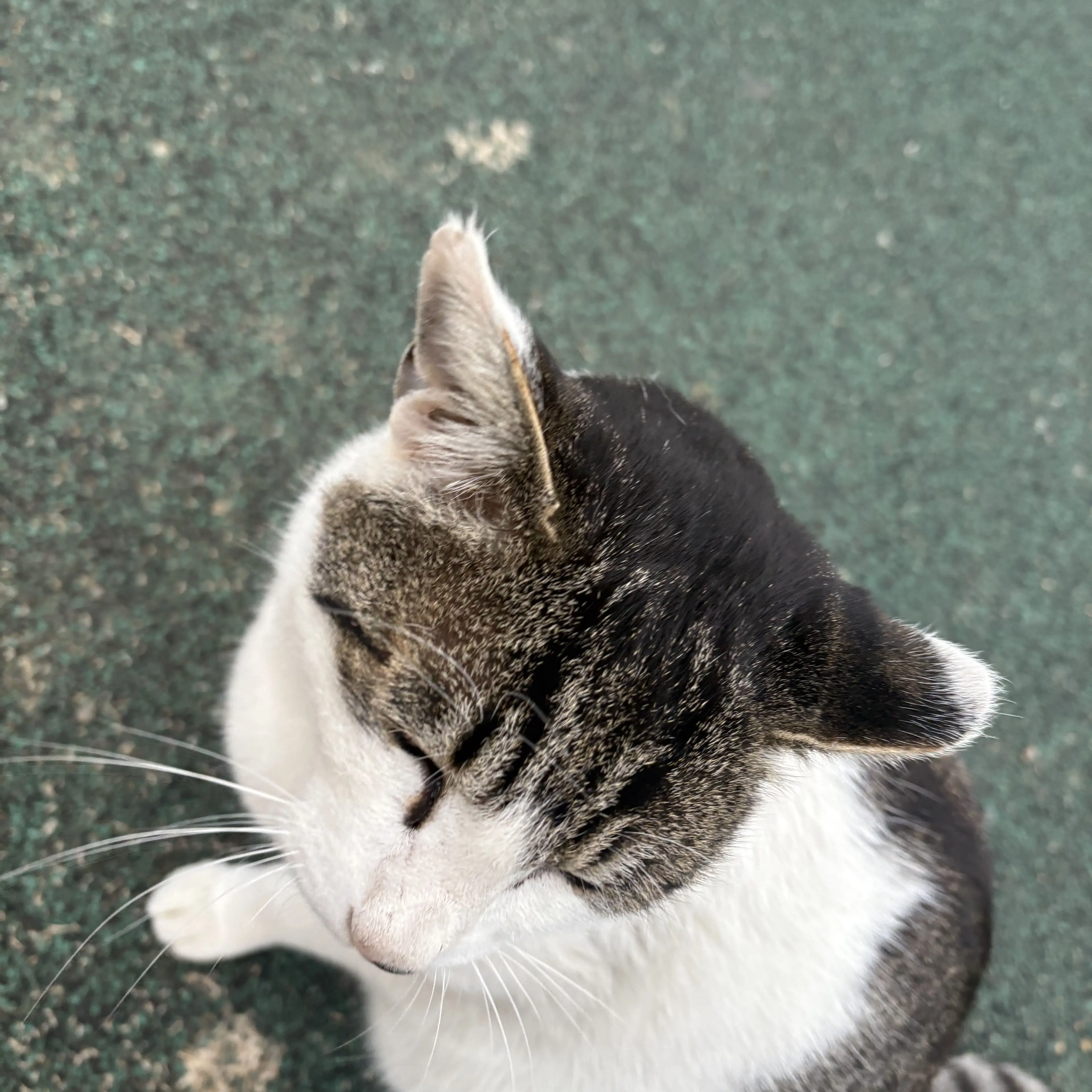 CrazyImage8095의 남매