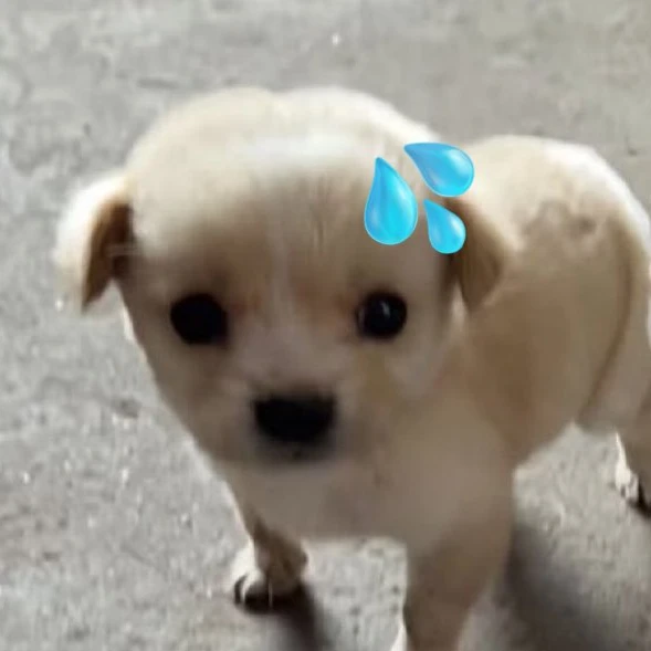 파덜