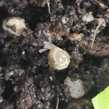 Profile image of 팽팽이