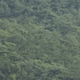 뜰팁