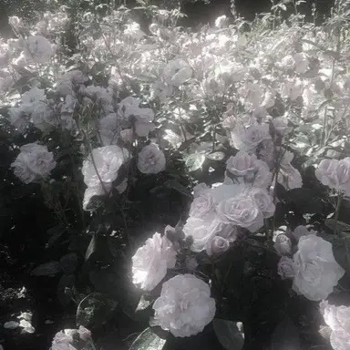 Profile image of 밥풀