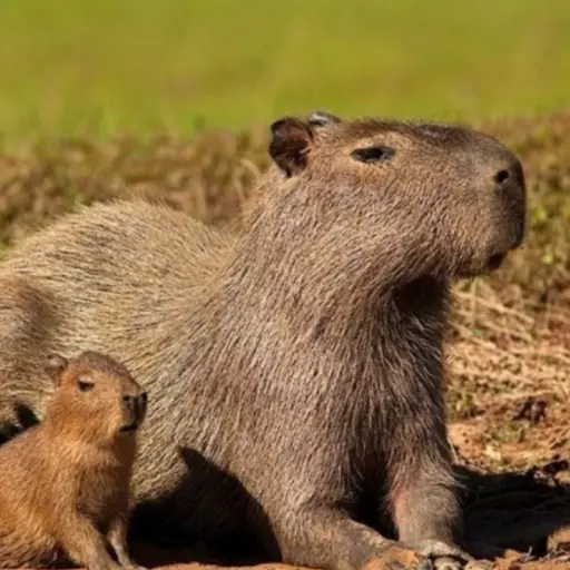 capybaralove00의 카피바라