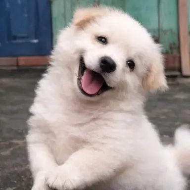 Profile image of 누렁이
