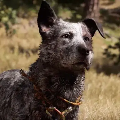 Profile image of Boomer