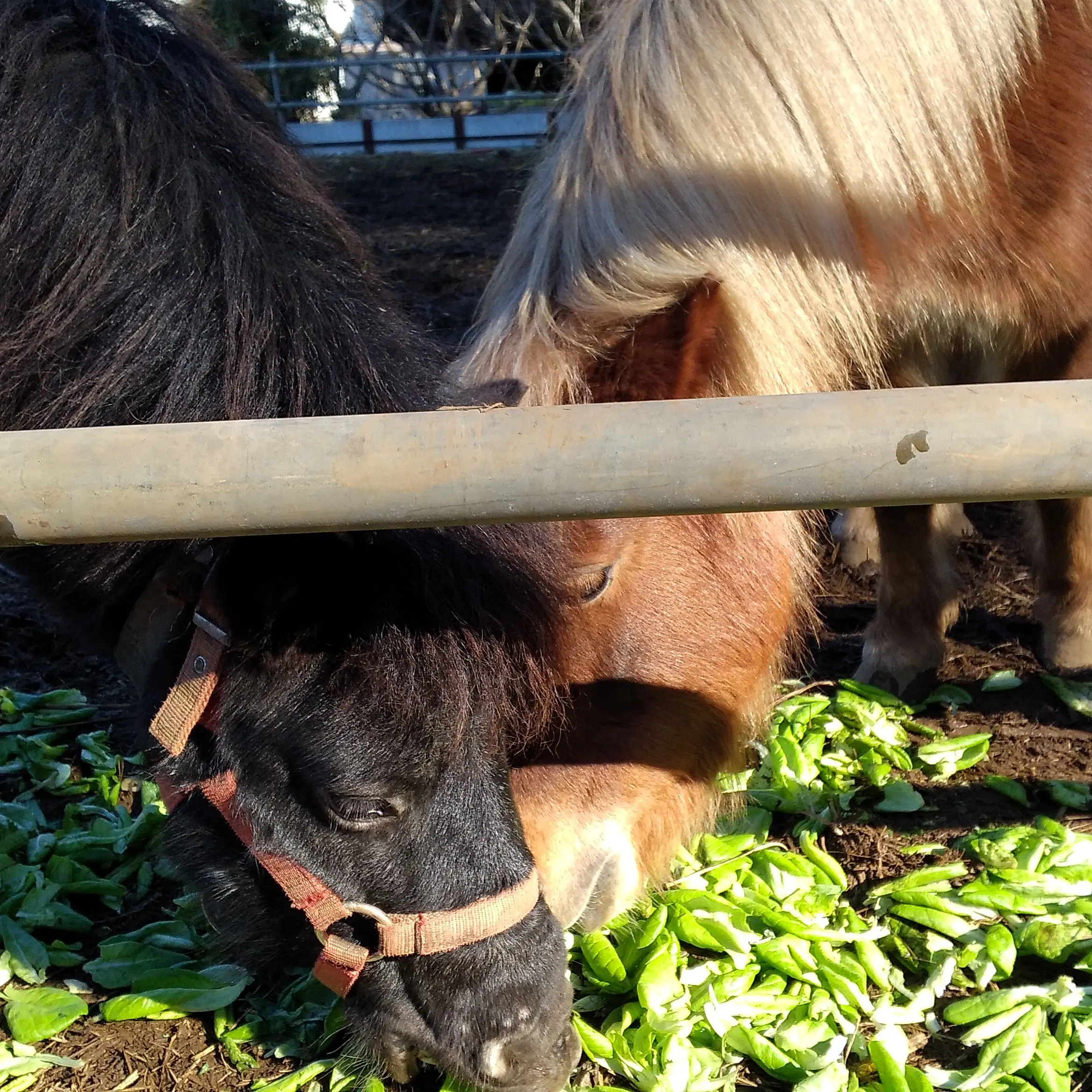 JoyfulSlab3987의 きゃじょく