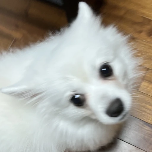 감뽀리