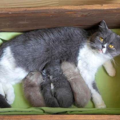 엄마길고양이,새끼고양이4마리