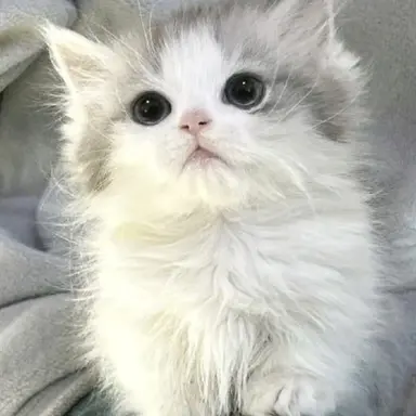 Profile image of 냥이