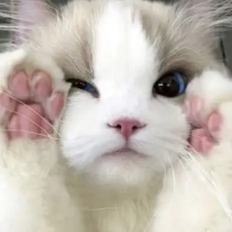 kamesann710의 すてねこ
