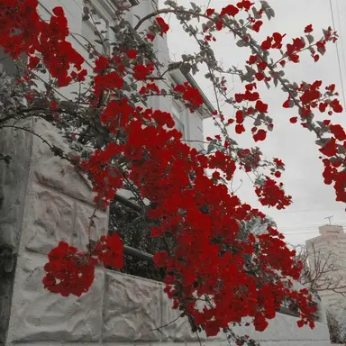 Profile image of 플래그