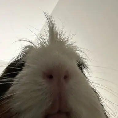 Profile image of さくや