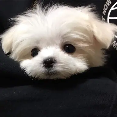 Profile image of りょう