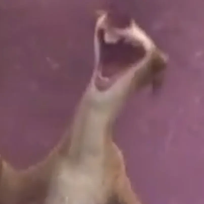 시드