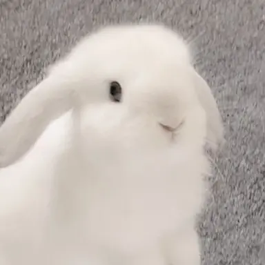 Profile image of ソミ