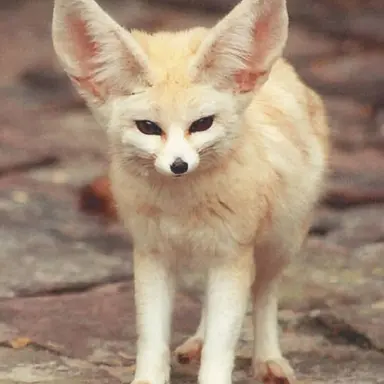 Profile image of 여우연