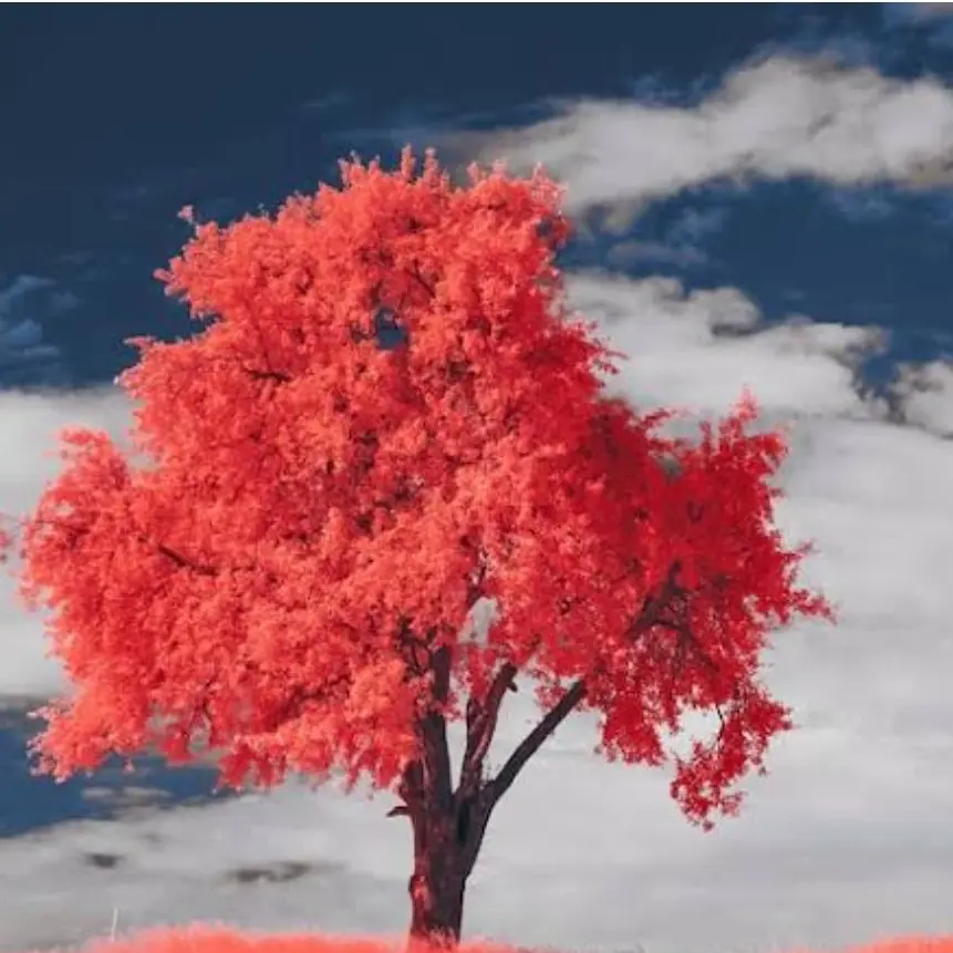 RONMARIN의 유기사에 애교