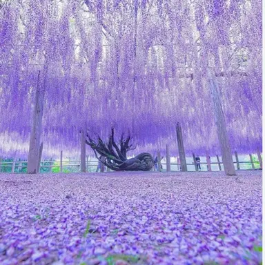 Profile image of 벨키