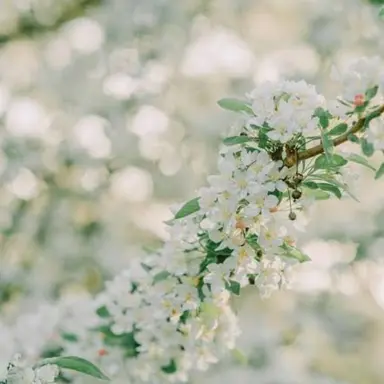 Profile image of 멜로우