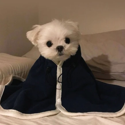 아기강쥐