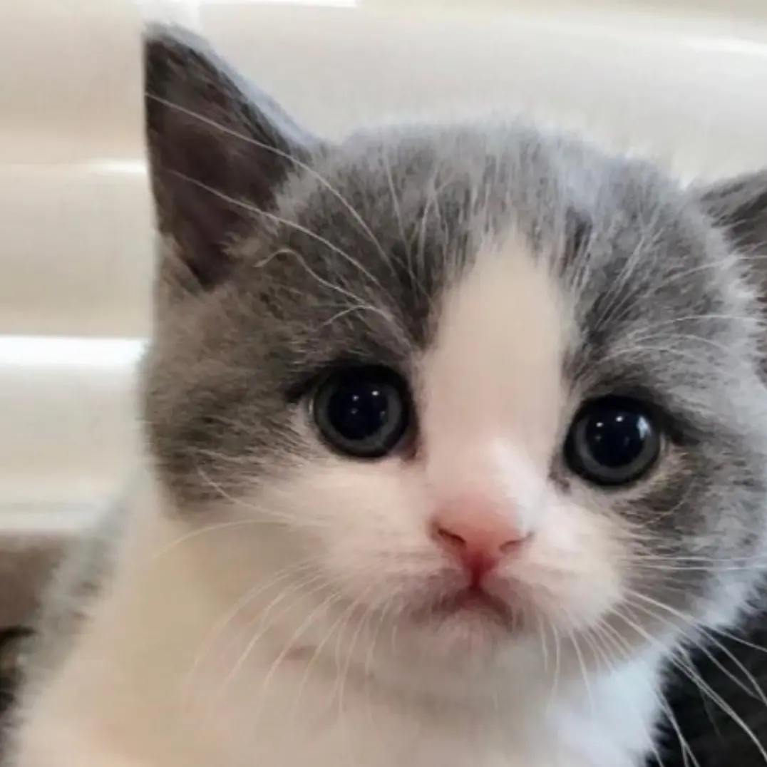 Jungmoongchi의 고양이