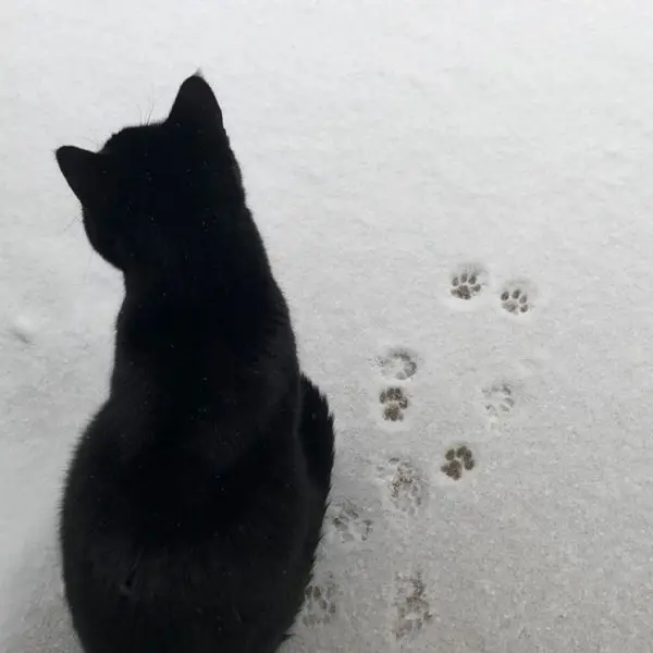 ConvexSeed8469의 검은 고양이의 카페에 어서오세요!