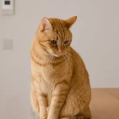 Profile image of 박셩호