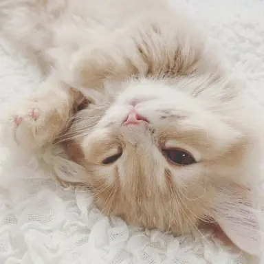 Profile image of coco