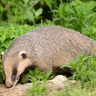 Profile image of Badger