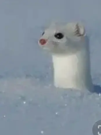 BareEasel3691의 비스트들 학교(+여우 두명)